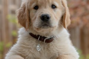 Development of your new puppy