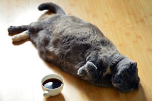 Feline Obesity