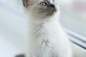 Feline Spay and Neuter by Five Months