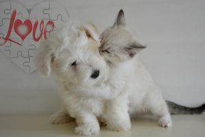 Socializing Puppies and Kittens