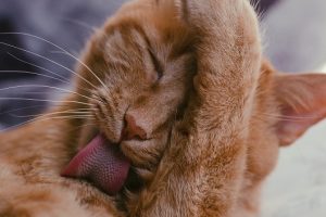 Animal Pain Awareness