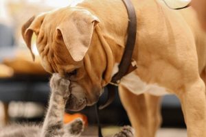 Brushing Your Pet’s Teeth