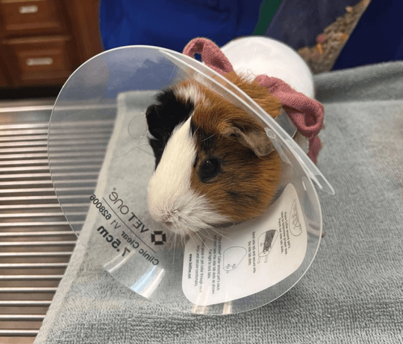 Guinea pig recovering after surgery