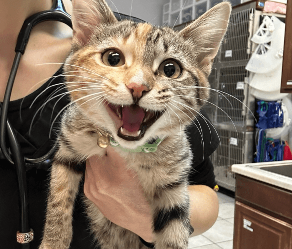 Puppy at Utah Veterinary Hospital